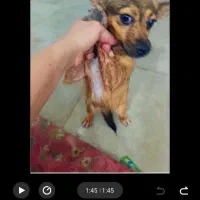 سگه گمشده|سگ|جیرفت, |دیوار