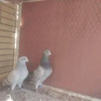 نروماده موریس دلبر