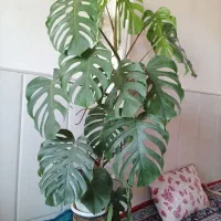 گل برگ پنجه شیری