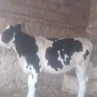 گوساله|حیوانات مزرعه|تربت جام, شاهد|دیوار