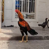 خروس لاری مرغ لاری