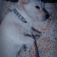 سگ‌پاکوتاه فروشی فوری|سگ|گرگان, |دیوار