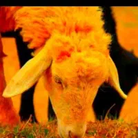 ارزانتر ازهمه گوسفند زنده /به ضمانت نصفه گوشت