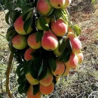 فروش نهال بیروتی و سردری و انواع نهال