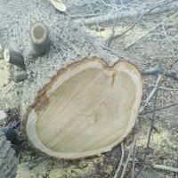 خریدار ضایعات چوب تخته برشکاری وهرس کاری|خدمات باغبانی و درختکاری|هشتگرد, شهرک اداری|دیوار