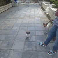 توله سگ پاکوتاه