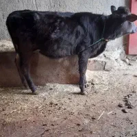 گوساله ماده