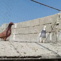 یال سیاه طوقی و سرخ|پرنده|کازرون, |دیوار