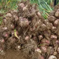 سیر سفید بدون واسطه|خوردنی و آشامیدنی|همدان, |دیوار