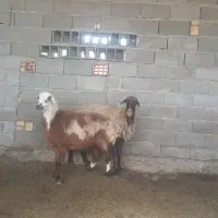 گوسفند چاق