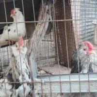 خروس گلین ریشو