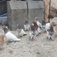 کفتر باشلی