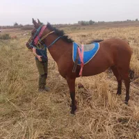 شوشتر شعیبیه|اسب و تجهیزات اسب‌سواری|شوشتر, |دیوار