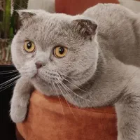 گربه نر آماده جفت گیری اسکاتیش