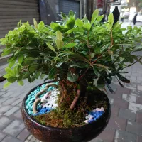 بنسای بن سای ارسال رایگان