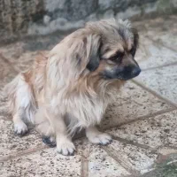 سگ ماده ونرپکینز