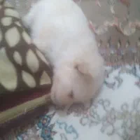 توله سگ پامرین خرسی