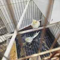 عروس هلندی|پرنده|مهربان, |دیوار