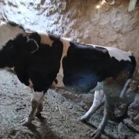 دوعدد جوانه