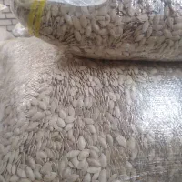 کدو گوشتی ممتاز|عمده‌فروشی|سنندج, |دیوار