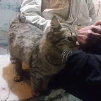 فروش گربه خونگی