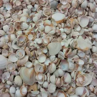 صدف مرجان شن سنگ|ماهی|تهران, طیب|دیوار