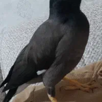 گمشده مرغ مینا مژدگانی میدم