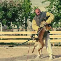 آموزش و پانسیون سگ