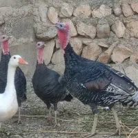 بوقلمون|حیوانات مزرعه|کوهدشت, |دیوار