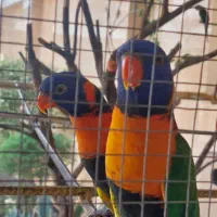 لری. و خورشیدی. معاوضه با راهب با تخم