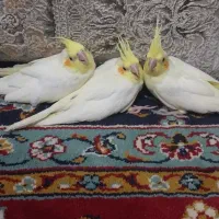 جوجه عروس هلندی