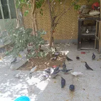 کبوتر