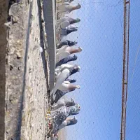 دسته کفتری پلاکی رنگی|پرنده|مشهد مرغاب, |دیوار