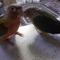 دو عدد طوطی گرینچیک سخنگو|پرنده|اهواز, ۲۰۰۰واحدی|دیوار