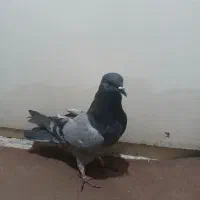 دمگیرقلاق فیروزه  مور معاوضه..