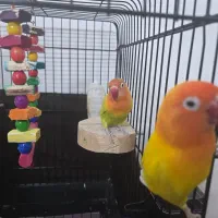 کوتوله برزیلی نژاد خاص|پرنده|مشهد, الهیه|دیوار