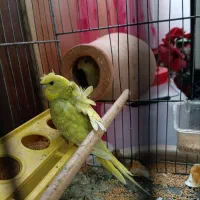 مرغ عشق پروانه ای تازه دون خور