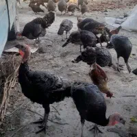 بوقلمون|حیوانات مزرعه|بهشهر, |دیوار