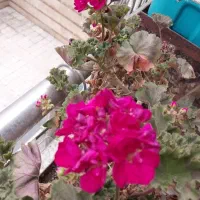 استخدام پرستار خانم