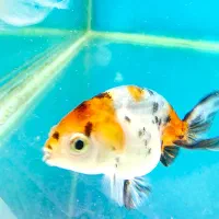 گلدفیش نژاد هایه مختلف|ماهی|فولادشهر, B4|دیوار