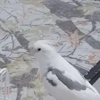 عروس هلندی فول اهلی