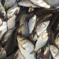 بچه ماهی کپور کف دست و نیم قیمت استثنایی