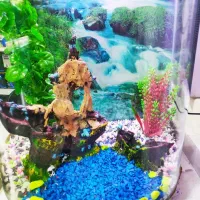 آکواریوم دلفین