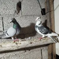 پلاکی مسافتی درجه یک|پرنده|سراب, |دیوار