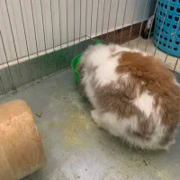 خرگوش لوپ نر با قفس|موش و خرگوش|ساری, |دیوار