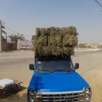 یونجه درجه1 برای فروش