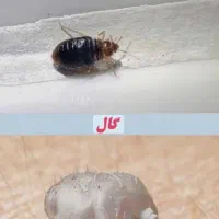 سمپاشی رادین|خدمات نظافت|اسلامشهر, شهرک مهدیه|دیوار