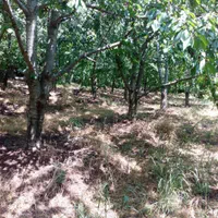 باغ ۴۰۰۰ متری در روستای ساربانک|فروش زمین و ملک کلنگی|قزوین, |دیوار