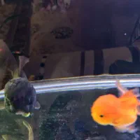 ماهی گلد فیش اوراندا