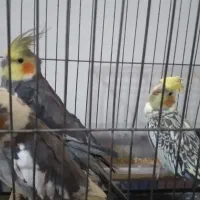 تعدادی عروس هلندی نرو ماده